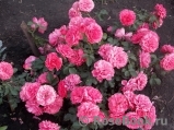 Rosarium Uetersen Rosarium Uetersen
