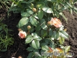 Giardina Giardina