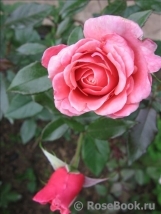 Equity Rose Equity Rose