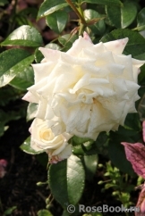 Alabaster Alabaster