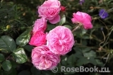Baronesse Baronesse