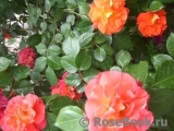 Westerland Westerland