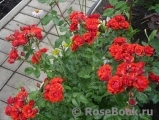 Baby Baccara ® Baby Baccara ®