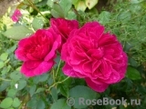 Darcey Bussell Darcey Bussell