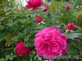 Darcey Bussell Darcey Bussell