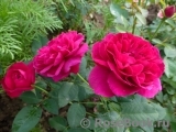 Darcey Bussell Darcey Bussell