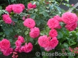 Rosarium Uetersen Rosarium Uetersen