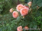 Abraham Darby Abraham Darby
