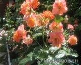 Westerland Westerland