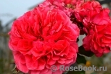 Rosarium Uetersen Rosarium Uetersen