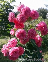 Rosarium Uetersen Rosarium Uetersen