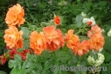 Westerland Westerland