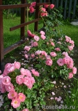 Sommerwind Sommerwind