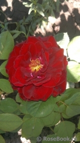 Red Naomi!® Red Naomi!®
