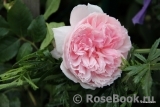 The Wedgwood Rose The Wedgwood Rose