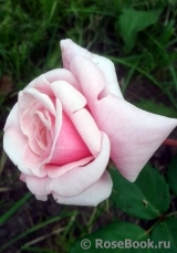 Blossomtime Blossomtime