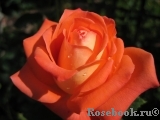 Konigin der Rosen Konigin der Rosen