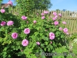Gertrude Jekyll Gertrude Jekyll
