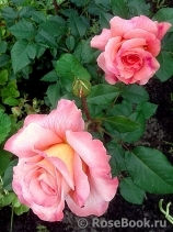 Augusta Luise Augusta Luise