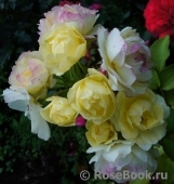 Golden Border Golden Border