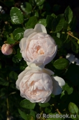 Glamis Castle® Glamis Castle®