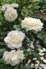 Marie Antoinette Marie Antoinette
