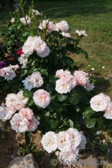 Twiggy’s Rose Twiggy’s Rose