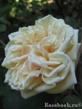 Gloire de Dijon 