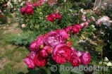Ascot Ascot