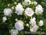 Aspirin Rose Aspirin Rose