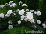 Aspirin Rose Aspirin Rose