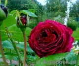 Falstaff® Falstaff®