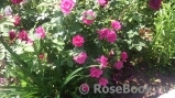Oddfellows Rose, The