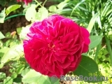 Darcey Bussell Darcey Bussell