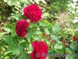 Darcey Bussell Darcey Bussell