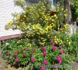 Persian Yellow Persian Yellow