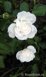 White Meidiland White Meidiland