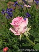 Verdi