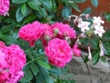 Excelsa Excelsa