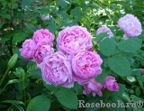 Mary Rose Mary Rose