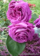 Parfum de Reve Parfum de Reve