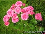 Elmshorn Elmshorn