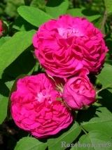 Rose de Rescht Rose de Rescht