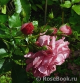 Rosarium Uetersen