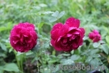 Darcey Bussell Darcey Bussell