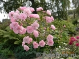 Heavenly Pink Heavenly Pink