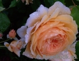 Crown Princess Margareta® Crown Princess Margareta®