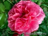 Rosarium Uetersen Rosarium Uetersen