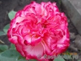 Spanish Dancer Spanish Dancer