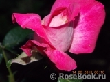 Rose Gaujard Rose Gaujard